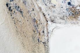  , USA Mold Remediation Pros